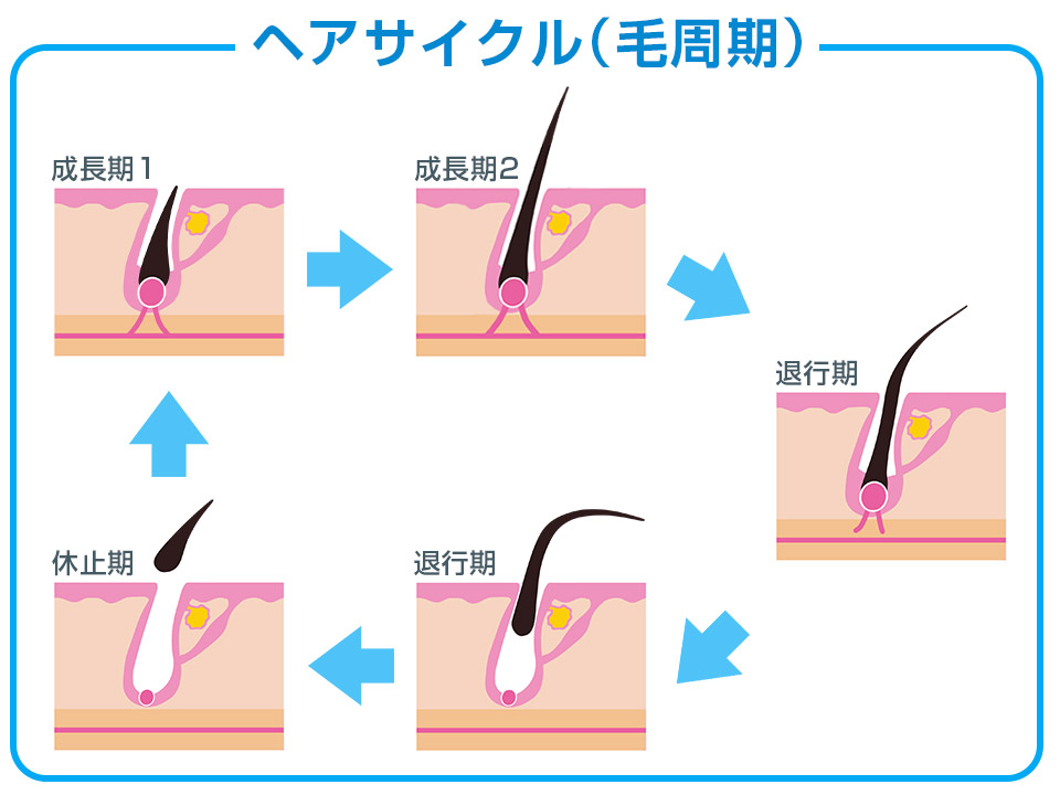 ヘアサイクル