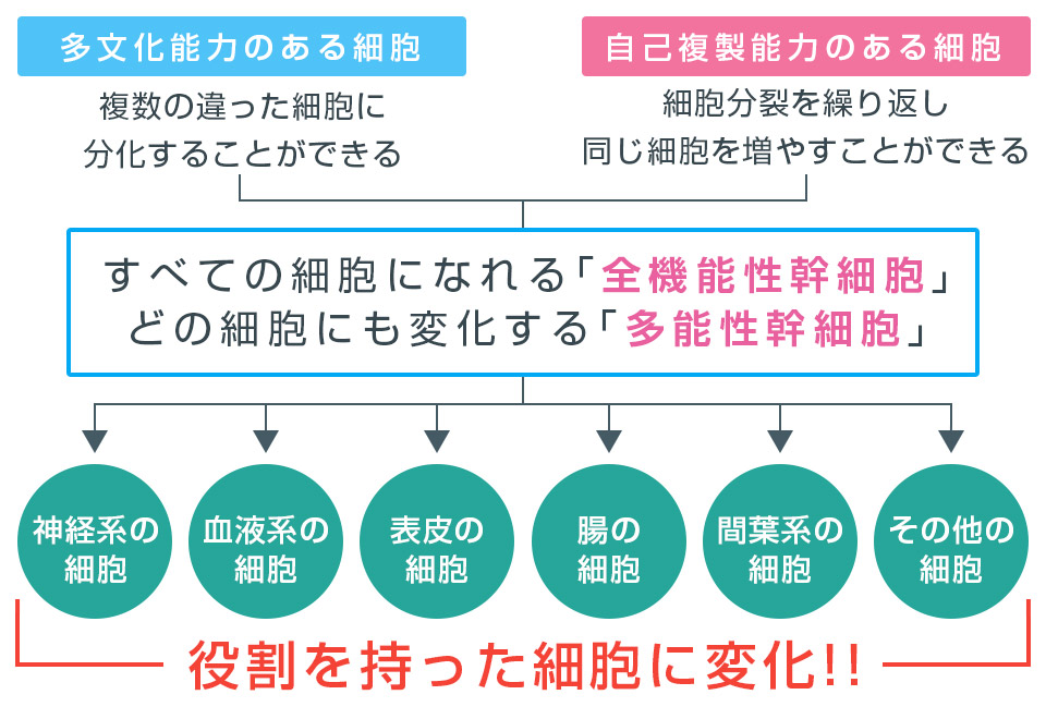 「多分化能力」と「自己複製能力」の 2つの能力を持つ細胞が「再生細胞」です。