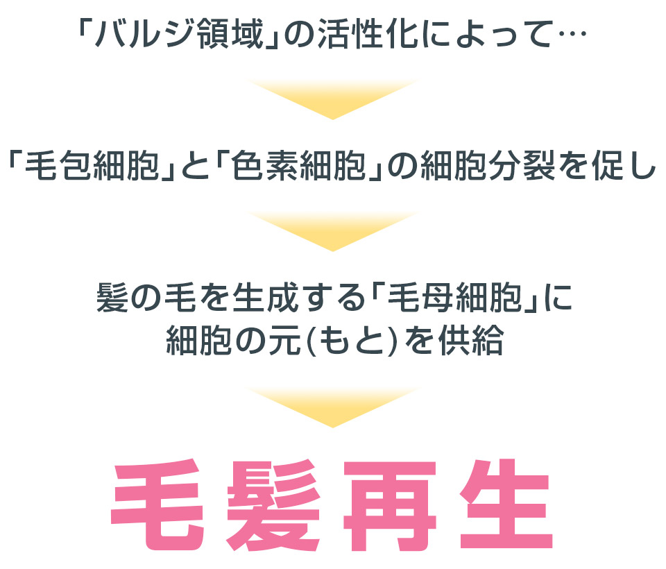 毛髪再生